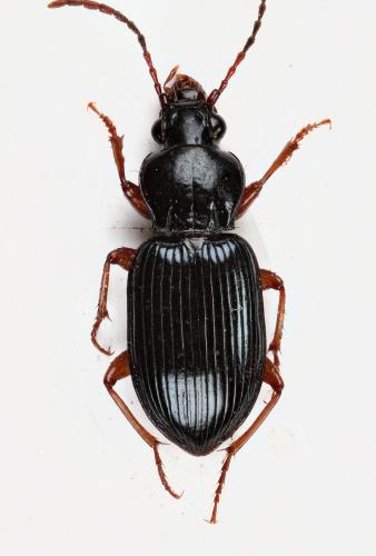 Abacetus salzmanni